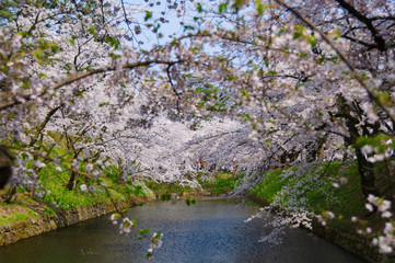 Obraz na płótnie Canvas 弘前城の桜