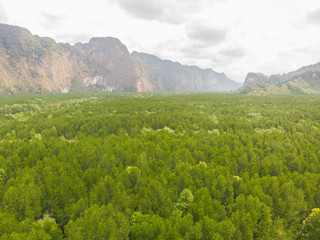 mangrove forest aerial view