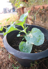 Broccoli tree growing in the flowerpot