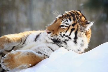 雪上のアムールトラ