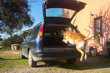 trained dog jumping inside the rear trunk of the car ready to go
