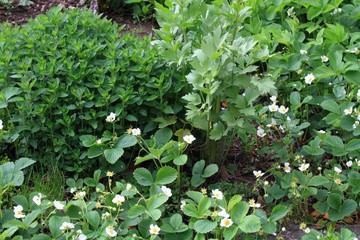 Organic permaculture  garden with various herbs.  Strawberry in bloom, oregano and lovage, organic...