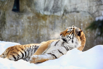 雪上のアムールトラ