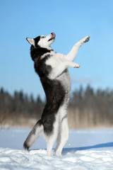 Happy dog Siberian Husky stands on its hind legs, in nature