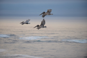 Point Lobos California West Coast Wildlife