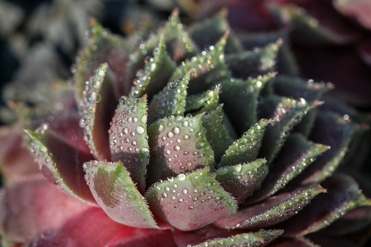 Grau - Rote Sempervivum - Hauswurz Pflanze mit Tautropfen im Steingarten Detail