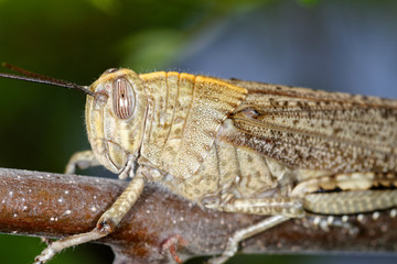 The grasshopper on a twig