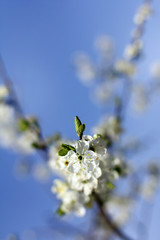 flowering  fruit  tree on a background of  blue sky in spring. flowering apricot tree