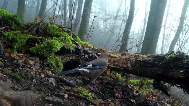 Eichelh&auml;her (Garrulus glandarius) im Wald