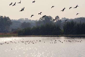 The lake is full of teal during the breeding season