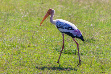 Painted stork stands on a green meadow in Kumana National Park, Asia, Sri Lanka.