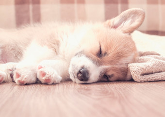 portrait of a cute little puppy dog Corgi sweet sleeps on a wooden floor with its legs stretched out