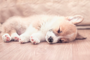 portrait of a cute little puppy dog Corgi sweet sleeps on a wooden floor