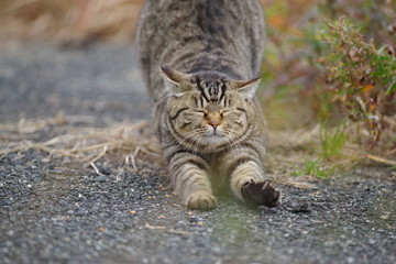 伸びをする猫