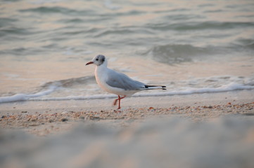 Vacation on sea with waves and seagulls