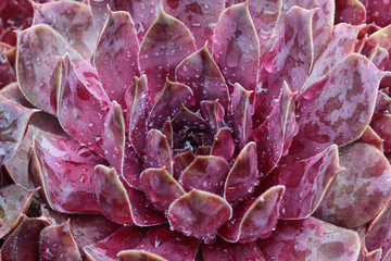 Grau - Rote Sempervivum - Hauswurz Pflanze mit Regentropfen im Steingarten Detail