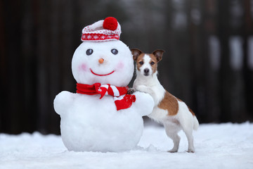 Cute dog Jack Russell Terrier with a snowman