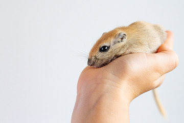 The beige mouse close up gerbil sits on a hand. Keeping of rodents in house conditions. Pet.Home zoo. 2020-year of rat, mouse. - obrazy, fototapety, plakaty