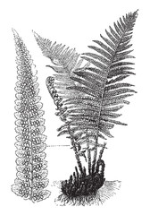Fern (Dryopteris filix-mas) / vintage illustration from Brockhaus Konversations-Lexikon 1908