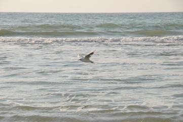Fototapeta premium Vacation on sea with waves and seagulls