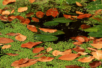 leaves in the pond