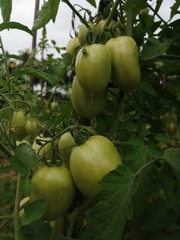 green raw tomato