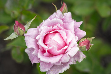Isolale Rose, close up; vintage style