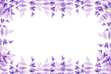 Square horizontal frame of lilac lavender flowers on a white background, with place for text. Hand drawn watercolor illustration for design of banner, template, business card, advertisement, wedding.
