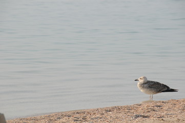 Vacation on sea with waves and seagulls