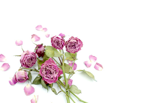 Close up of withered dried rose isolated on white background with copy space for valentine's day, and special occasion.