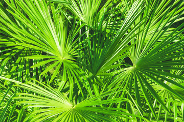 Tropical palm tree leaves on a hot sunny clear day. Abstract natural green trendy modern foliage texture background