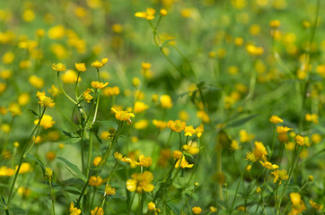 Spring landscape with many blooming and intertwining yellow buttercups with beautiful bokeh