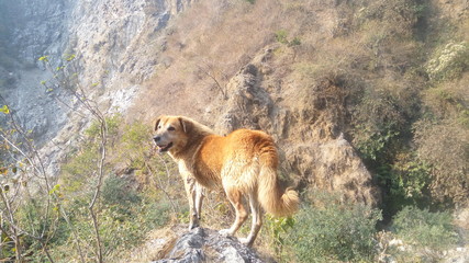 dog in mountains