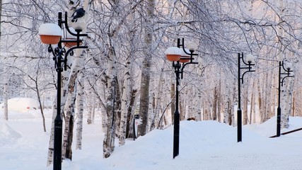 Winter park with lanterns. Winter trees are covered with hoarfrost. Wonderful winter scene