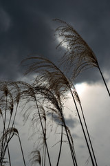 Japanese pampas grass in Japan  in winter