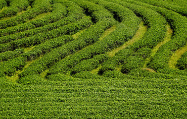 Tea plantations with green tea field background  image