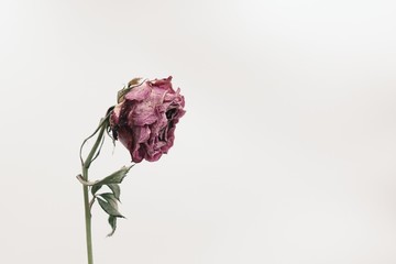 Close up side view of a single dried and withered pink rose isolated on white background, with copy space. Concept of ageing, old, vulnerable, abandon, sad, depression, death, farewell and pain.