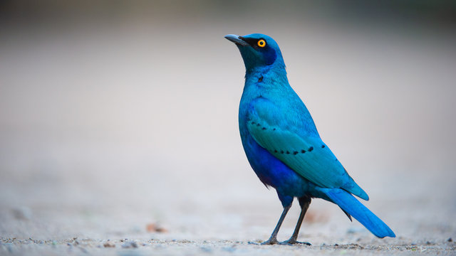 blue bird on a branch