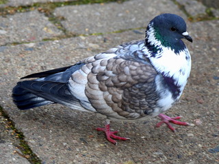 Grau-weiße Taube auf Straßenpflaster