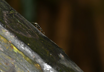 purple-black ant in the rainforest in the philippines