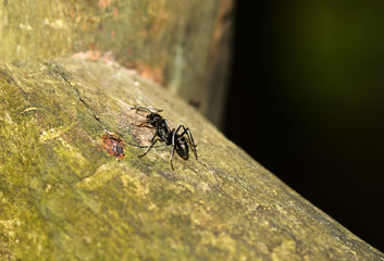 purple-black ant in the rainforest in the philippines