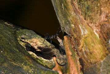 purple-black ant in the rainforest in the philippines