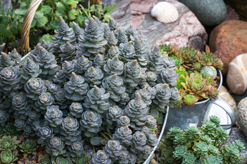 Sternwurz, Chinesische Narrenkappe Orostachys iwarenge in einer Schale im Steingarten 