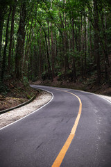 Fototapeta na wymiar road in a tropical unusual forest on an island in the philippines
