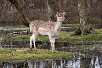Deer in a swamp landscape in Germany