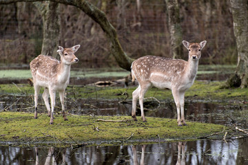 Naklejka na ściany i meble Deer in a swamp landscape in Germany