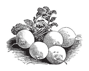 White radish / vintage illustration from Brockhaus Konversations-Lexikon 1908