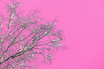 Obraz na płótnie Canvas Snow covered tree branches against the backdrop of an unreal pink sky. Abstract natural background