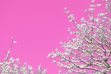 Snow covered tree branches against the backdrop of an unreal pink sky. Abstract natural background
