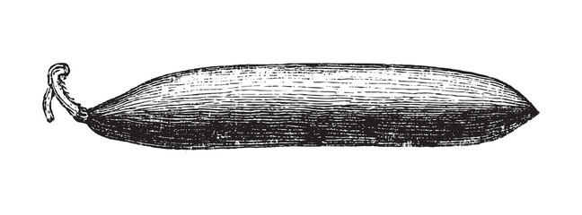 Cucumber (Cucumis sativus) / vintage illustration from Brockhaus Konversations-Lexikon 1908